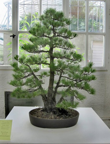 pinus parvi mfs_764x1000.jpg