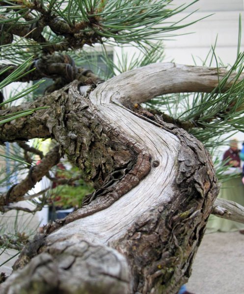 pinus wp2_828x1000.jpg