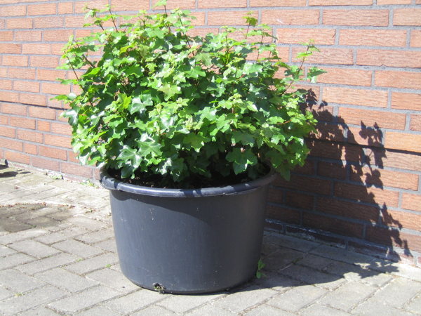 Felsenahorn_EndeMai_Habitus_WEB.jpg