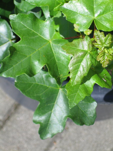 Felsenahorn_EndeMai_Blaetter_WEB.jpg