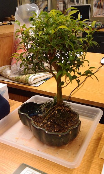 Ficus Pandora im Büro 2011-05-30