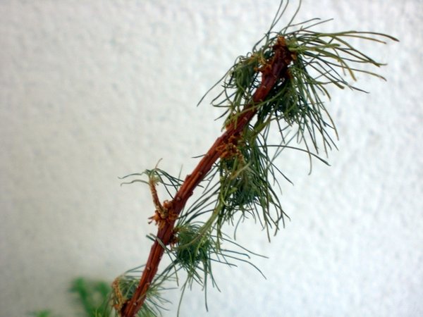 Lärche1-1.JPG