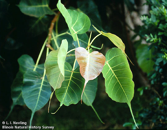 27- Ficus religiosa.jpg