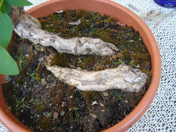 lonicera-nachzügler 3 juni 2011 009.jpg