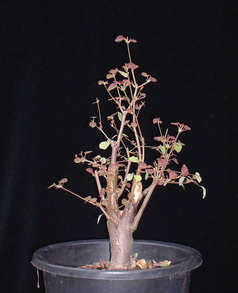 005-Juli05-CerciJap.JPG