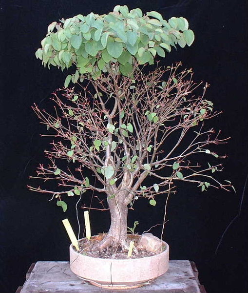 013-Mai09-CerciJap.JPG