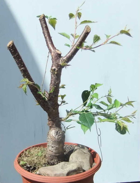 B001-Mai11-PruSubAutumn.JPG