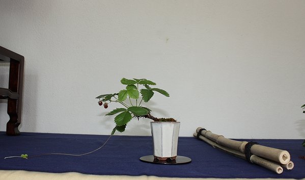 Beisteller Erdbeere.jpg