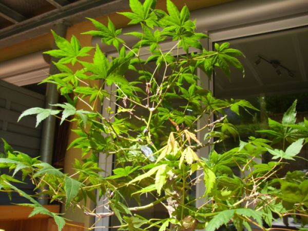 DSCI0038.jpg