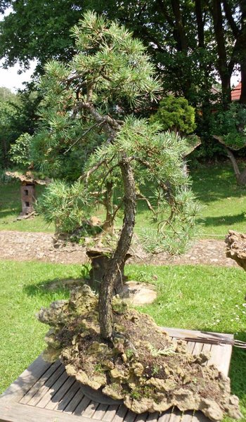 pinus 2011 2.jpg