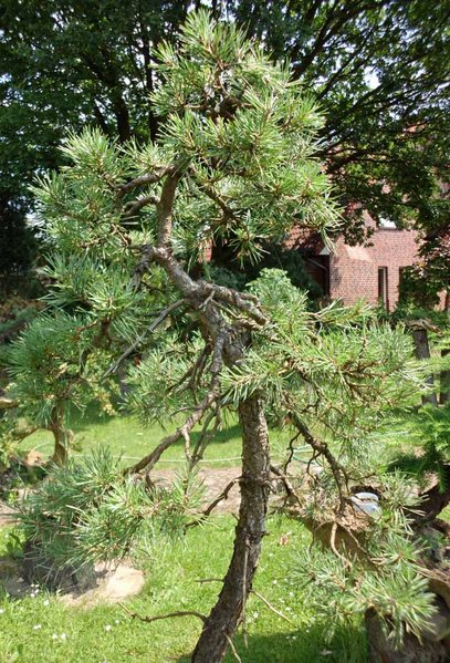 pinus 2011 4.jpg
