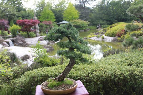 japanischer Garten, Rheinaue Bonn
