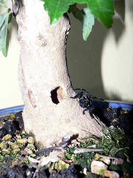 Holzbock-2005-014.jpg