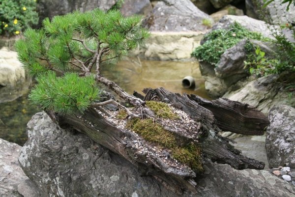 Pinus.JPG
