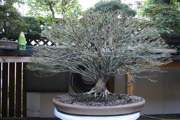 palmatum6-2011.jpg