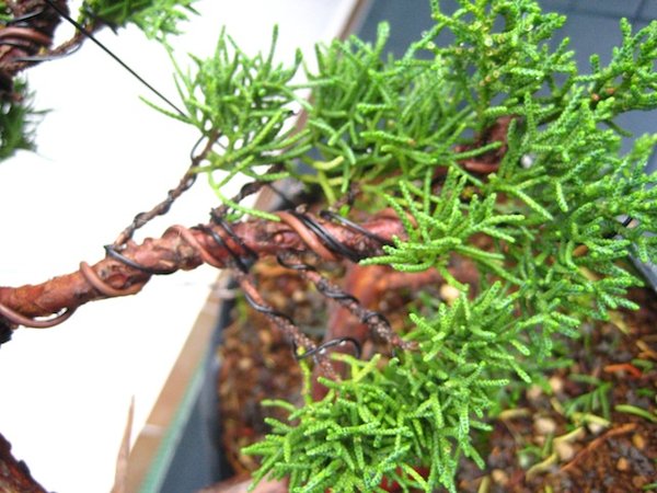 Ast in Weihnachtsbaumform