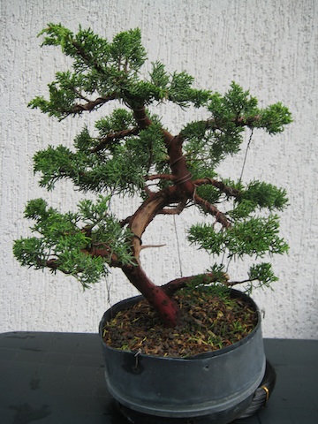 Baum nach der Bearbeitung