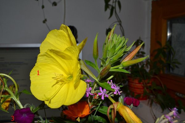 DSC_0098.JPG