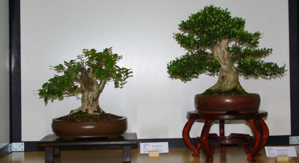 IMGP2221_1.JPG