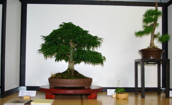 IMGP2227_1.JPG