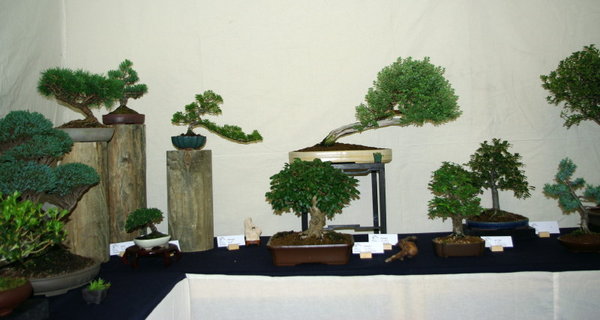 IMGP2241_1.JPG