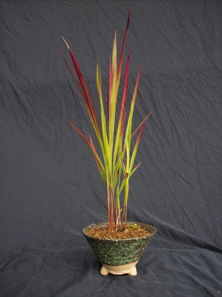 Schale Shigaraki mit japanischem Blutgras (Imperata cylindrica)
