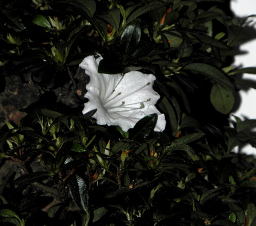 " Berta´s" letzte Blüte