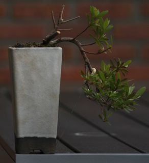 nach der Blüte