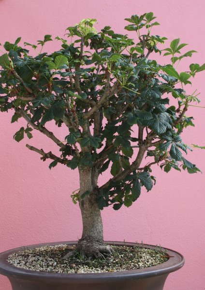 bonsai17.JPG