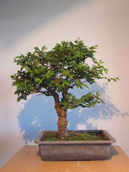 ulmus japonica verkl.jpg