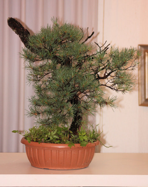 Falkos Demo-Baum
