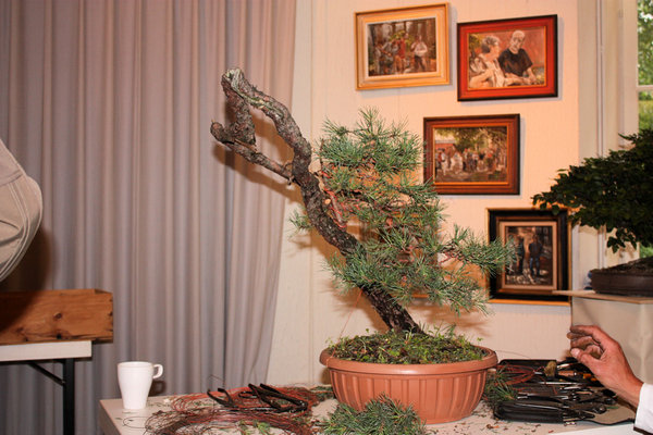 Falkos Baum