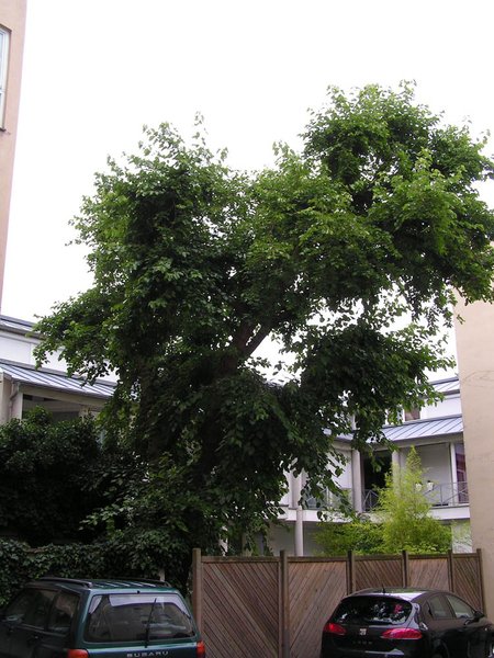 Morus alba - weiße Maulbeere
