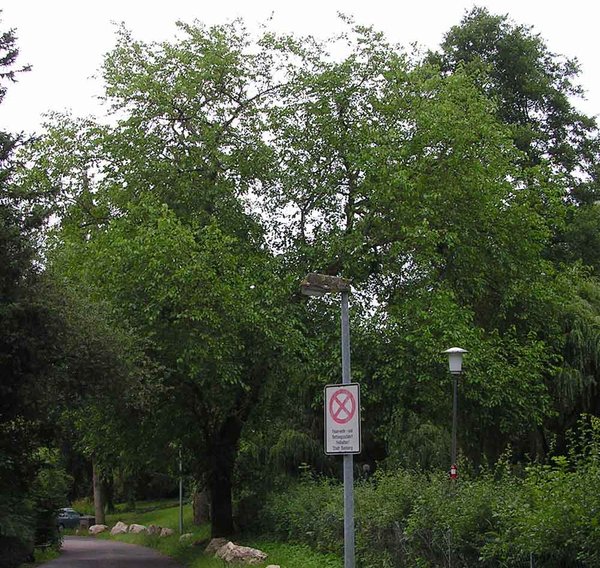 Morus alba