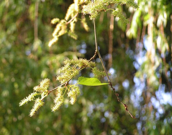 männliche Blüte
