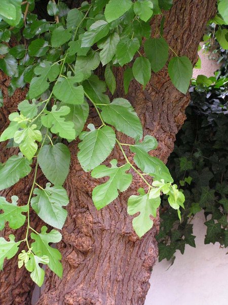 Typisch Morus alba