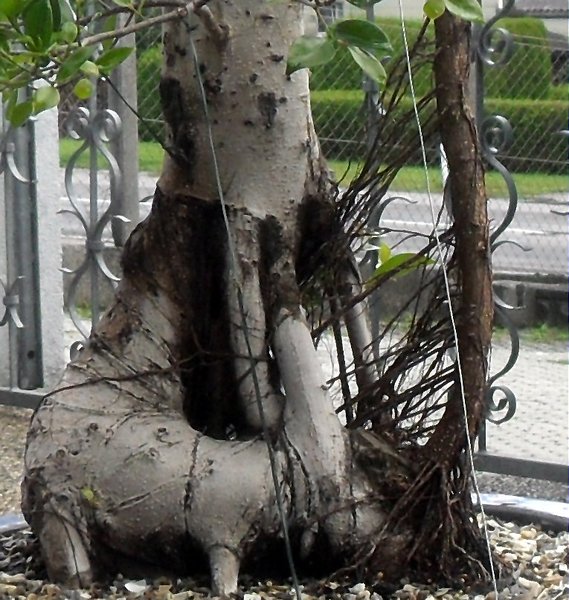 SDC11565.JPG