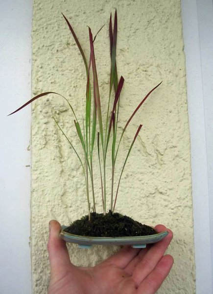 blutgras