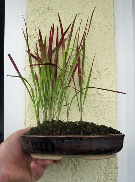 blutgras