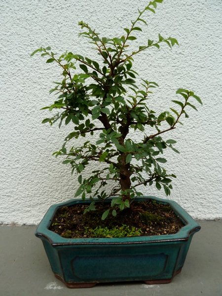 P1000255.jpg