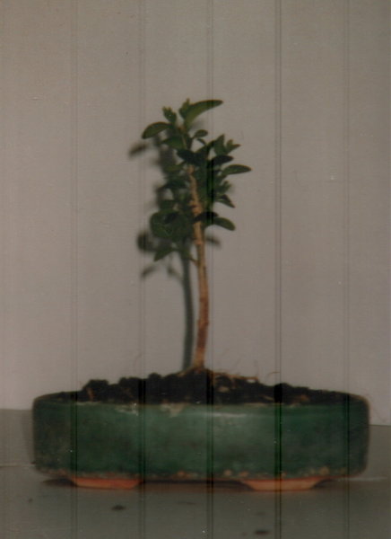 A001_1999.JPG