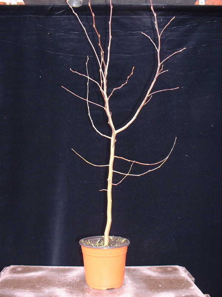 A001-April06-CarpBetu.JPG