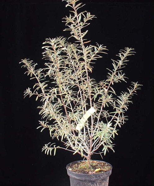 001-Okt03-Hippophae.JPG
