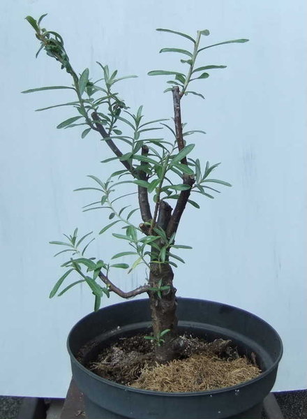 003-Mai11-HipRham.JPG