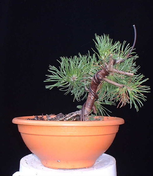 006-Juli06-PinMug.JPG