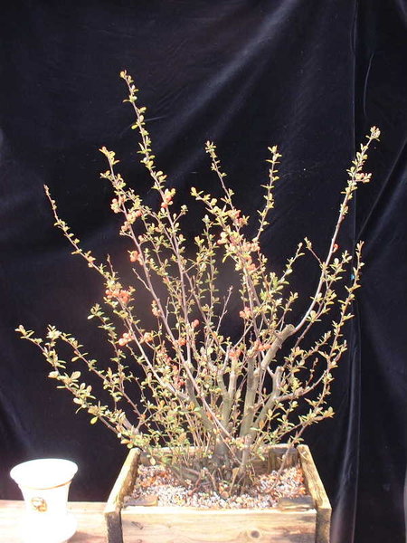 008-April08-ChoenSpec.JPG