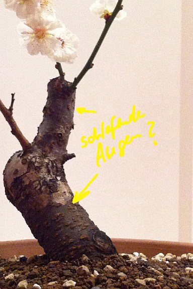 Prunus Mume.jpg
