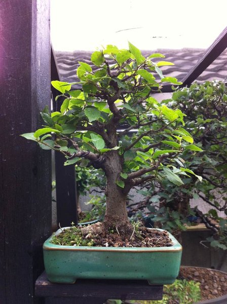 celtis 10072011.jpg