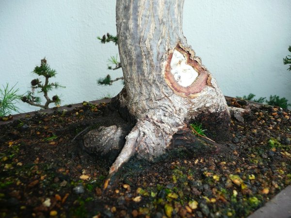 verbesserungsfähig Beim nächsten Umtopfen soll was passieren! Anplatten wahrscheinlich.