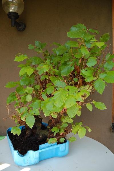Buche 4.jpg